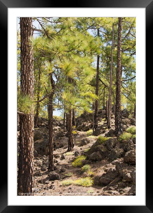 Lava between the Pine Trees, Tenerife, Spain Framed Mounted Print by Kasia Design