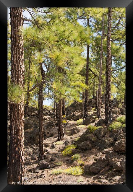 Lava between the Pine Trees, Tenerife, Spain Framed Print by Kasia Design