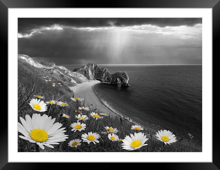 Daisies at Durdle Door, Selectively Coloured Framed Mounted Print by David Neighbour