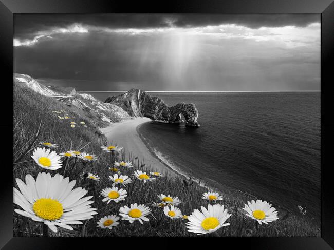 Daisies at Durdle Door, Selectively Coloured Framed Print by David Neighbour