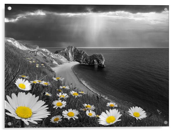 Daisies at Durdle Door, Selectively Coloured Acrylic by David Neighbour