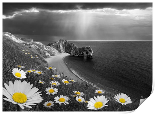Daisies at Durdle Door, Selectively Coloured Print by David Neighbour
