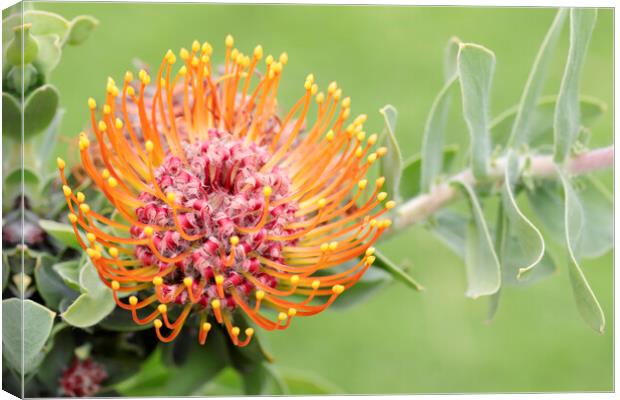 A Pincushion Protea Flower Canvas Print by Neil Overy