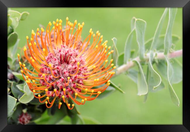 A Pincushion Protea Flower Framed Print by Neil Overy
