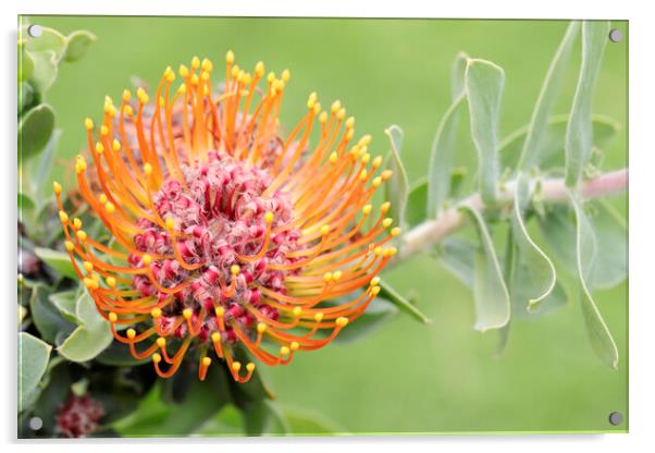 A Pincushion Protea Flower Acrylic by Neil Overy