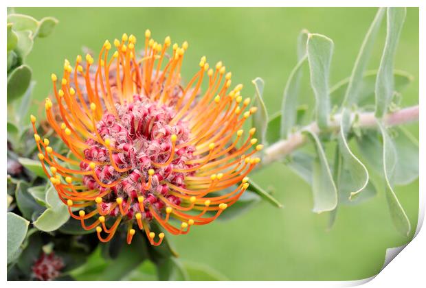 A Pincushion Protea Flower Print by Neil Overy