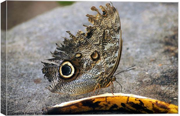 owl butterfly feeding on banana Canvas Print by Elouera Photography