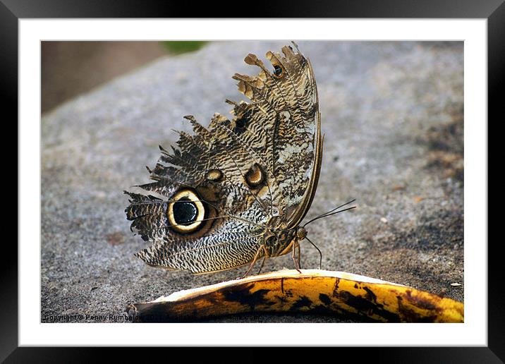 owl butterfly feeding on banana Framed Mounted Print by Elouera Photography