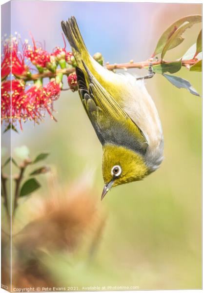 A small bird on a branch Canvas Print by Pete Evans