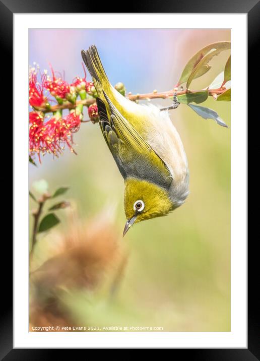 A small bird on a branch Framed Mounted Print by Pete Evans