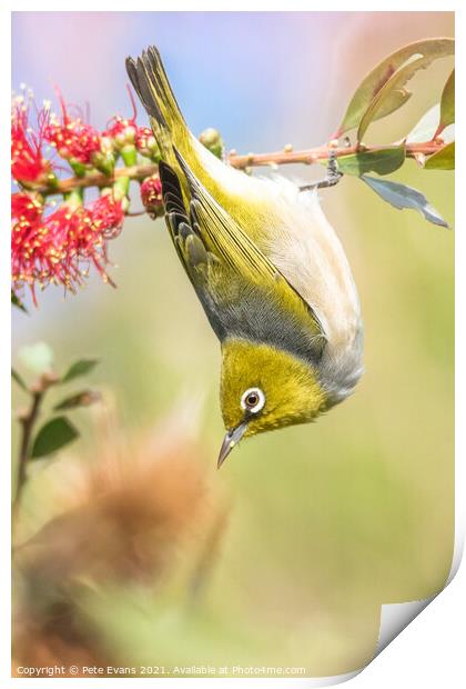 A small bird on a branch Print by Pete Evans