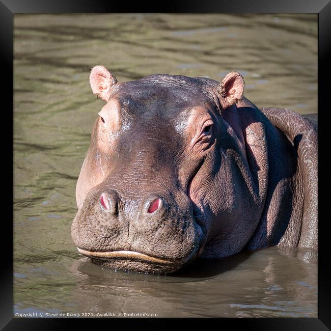 Happy Hippo Framed Print by Steve de Roeck