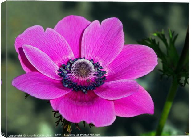 Anemone de Caen Canvas Print by Angela Cottingham