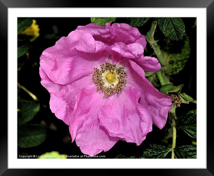 Pink Dog Rose Framed Mounted Print by Lucy Goodwin