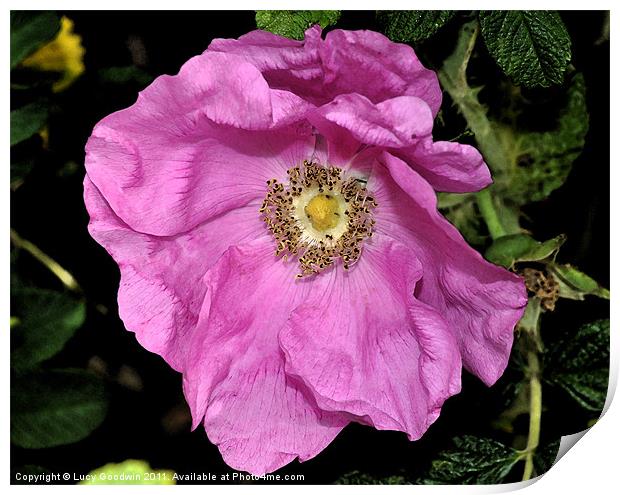 Pink Dog Rose Print by Lucy Goodwin