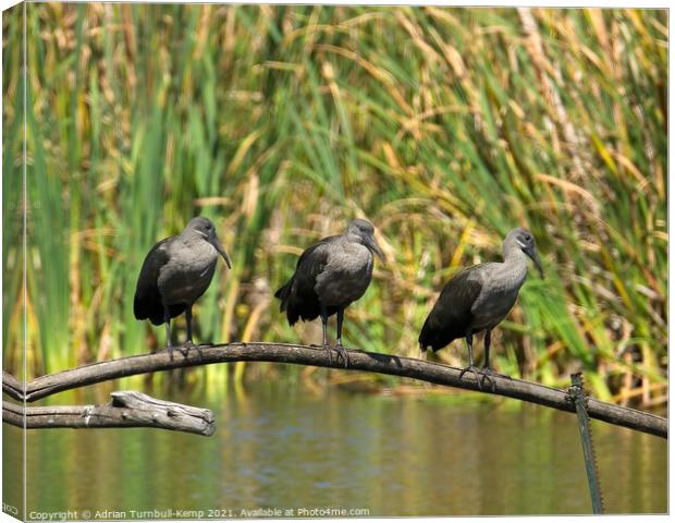 Three in a row, Marievale Nature Reserve, Gauteng Canvas Print by Adrian Turnbull-Kemp