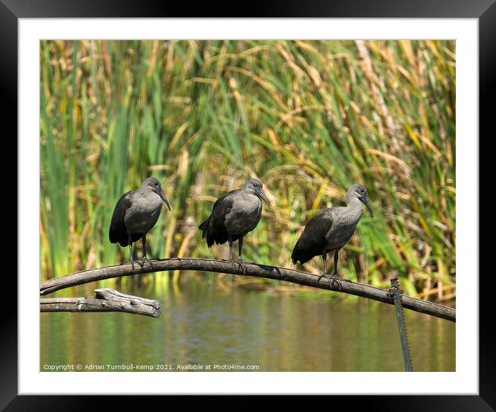 Three in a row, Marievale Nature Reserve, Gauteng Framed Mounted Print by Adrian Turnbull-Kemp