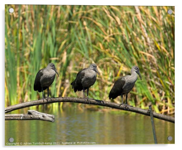 Three in a row, Marievale Nature Reserve, Gauteng Acrylic by Adrian Turnbull-Kemp