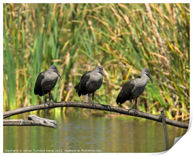 Three in a row, Marievale Nature Reserve, Gauteng Print by Adrian Turnbull-Kemp