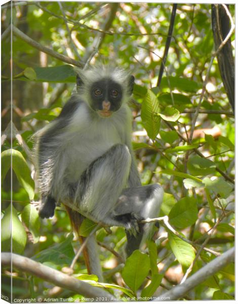 Cute inquisitive monkey, Zanzibar, Tanzania Canvas Print by Adrian Turnbull-Kemp