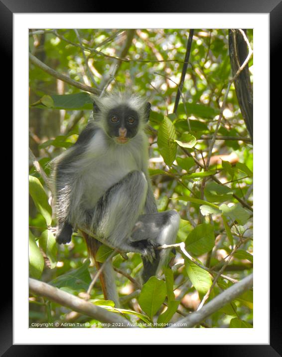 Cute inquisitive monkey, Zanzibar, Tanzania Framed Mounted Print by Adrian Turnbull-Kemp