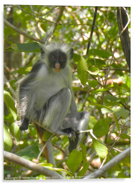 Cute inquisitive monkey, Zanzibar, Tanzania Acrylic by Adrian Turnbull-Kemp