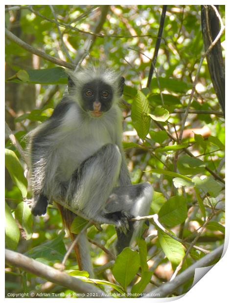 Cute inquisitive monkey, Zanzibar, Tanzania Print by Adrian Turnbull-Kemp