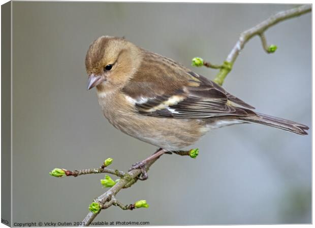 Female chaffinch perched on a tree branch Canvas Print by Vicky Outen