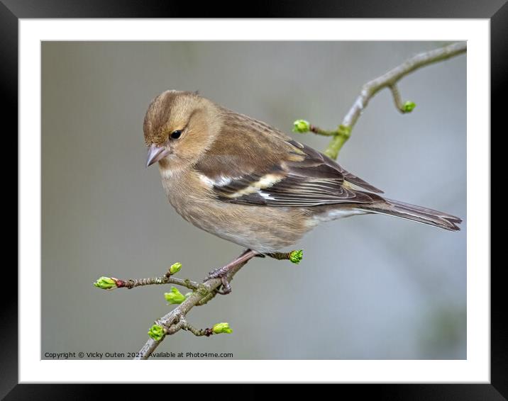 Female chaffinch perched on a tree branch Framed Mounted Print by Vicky Outen