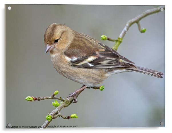 Female chaffinch perched on a tree branch Acrylic by Vicky Outen