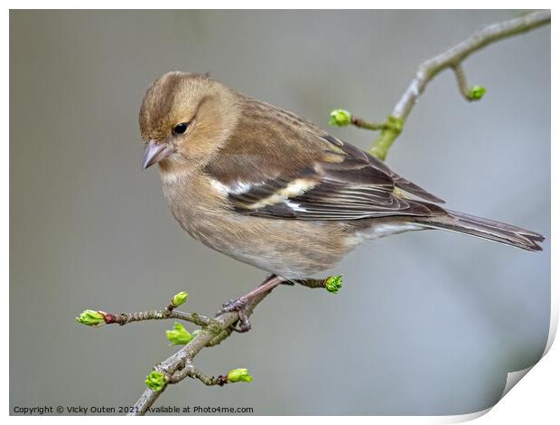 Female chaffinch perched on a tree branch Print by Vicky Outen