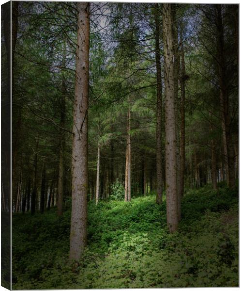 Sunlight in Pine trees Canvas Print by Jim Peters