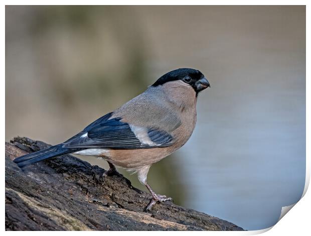 Mrs Bullfinch standing on w wooden log  Print by Vicky Outen