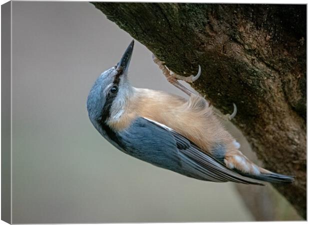 Nuthatch clinging to the side of a tree  Canvas Print by Vicky Outen