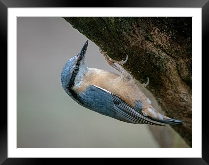 Nuthatch clinging to the side of a tree  Framed Mounted Print by Vicky Outen