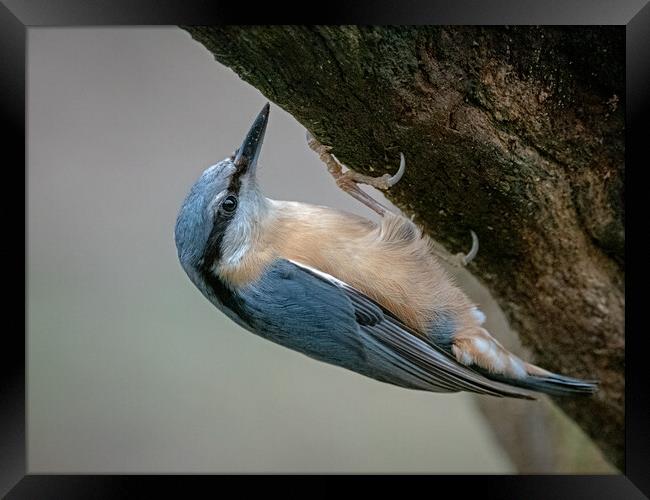 Nuthatch clinging to the side of a tree  Framed Print by Vicky Outen