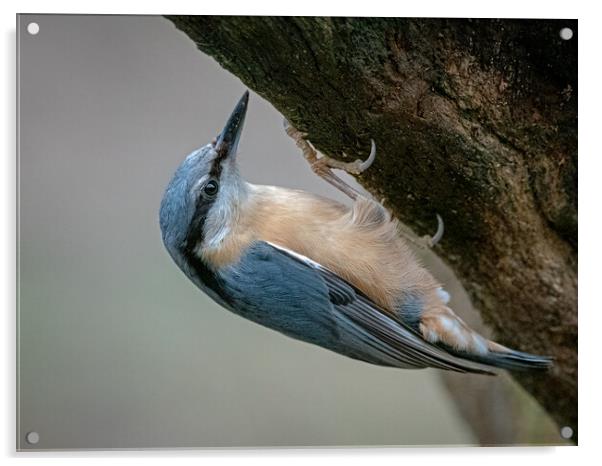 Nuthatch clinging to the side of a tree  Acrylic by Vicky Outen