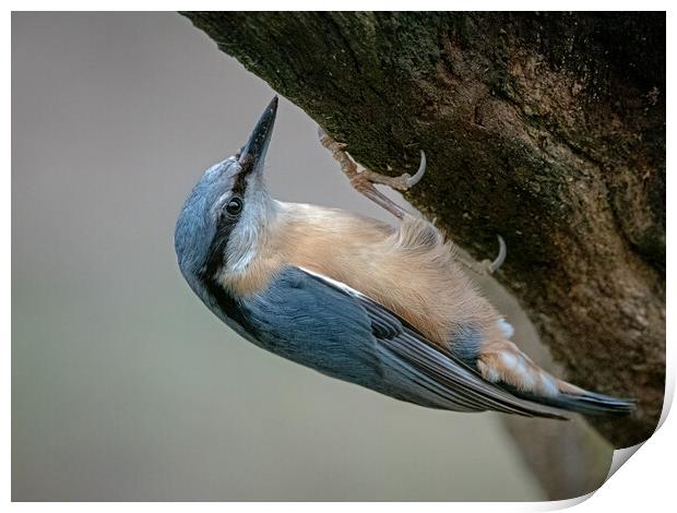 Nuthatch clinging to the side of a tree  Print by Vicky Outen