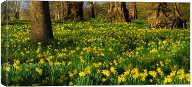 Daffodil Wood Canvas Print by Philip Enticknap