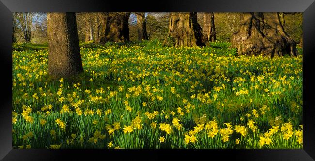 Daffodil Wood Framed Print by Philip Enticknap