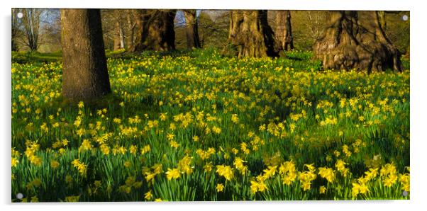 Daffodil Wood Acrylic by Philip Enticknap