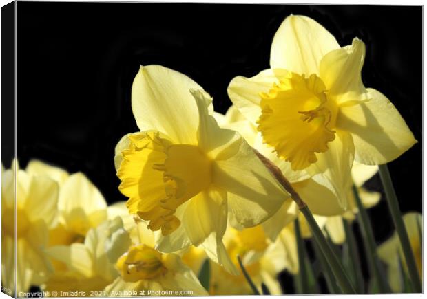 Backlit Yellow King Alfred Daffodils Canvas Print by Imladris 