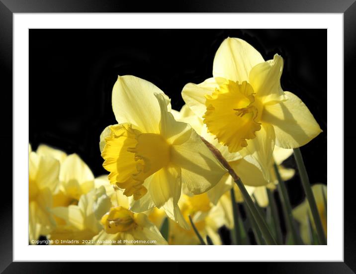 Backlit Yellow King Alfred Daffodils Framed Mounted Print by Imladris 