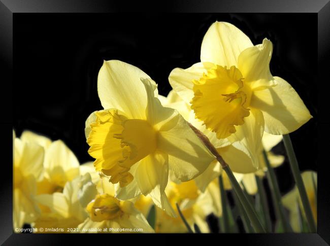Backlit Yellow King Alfred Daffodils Framed Print by Imladris 