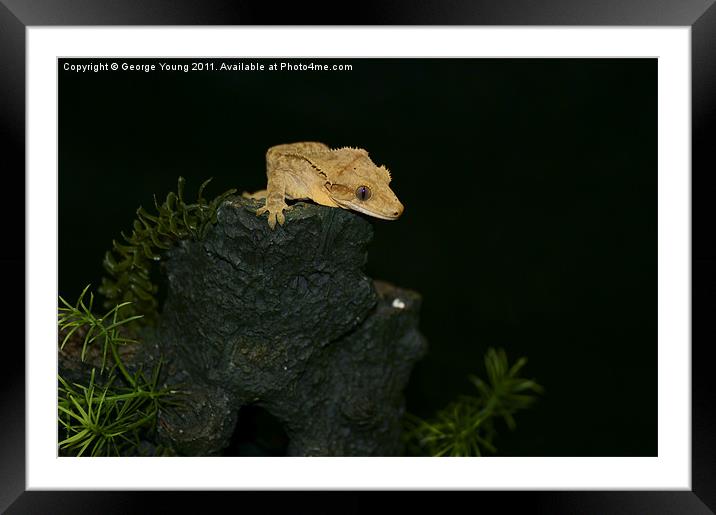 Gecko Hill Framed Mounted Print by George Young