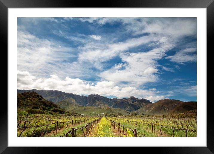 Scenic View of Wine Farm, Robertson, South Africa Framed Mounted Print by Neil Overy