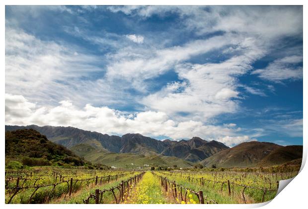 Scenic View of Wine Farm, Robertson, South Africa Print by Neil Overy
