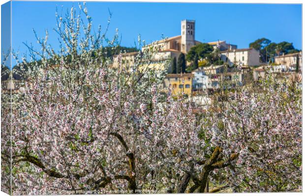 Almond blossom season in village Selva, Majorca Canvas Print by MallorcaScape Images