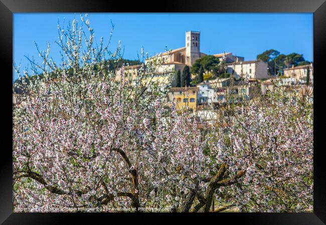 Almond blossom season in village Selva, Majorca Framed Print by MallorcaScape Images