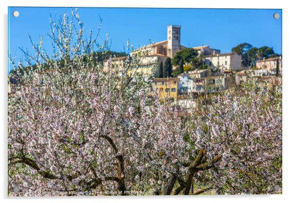 Almond blossom season in village Selva, Majorca Acrylic by MallorcaScape Images